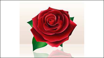 Blooming red roses vector material