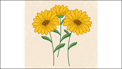 Beautiful yellow daisies vector material