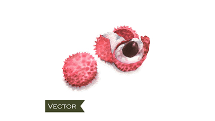 Painted lychee water vector material