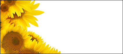 Sunflower picture background material-2