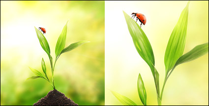 Floating plants and insects picture material-2