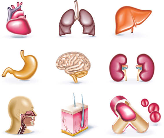 Perspective of human organs vector material