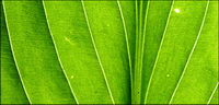 Green leaves, close-up picture background material