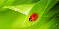 Floating plants and insects picture material-7