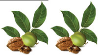 Realistic green walnut 02 - vector
