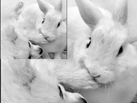 HD Animal expression