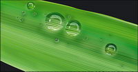 water on the Leaves vector material-1