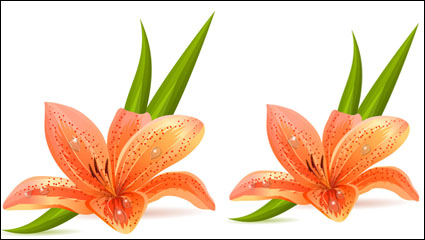 Lily vector material